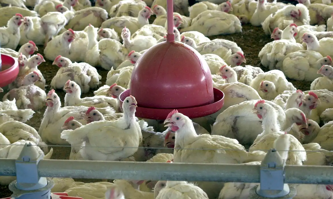 China suspende importações de produtos aviários do Brasil
