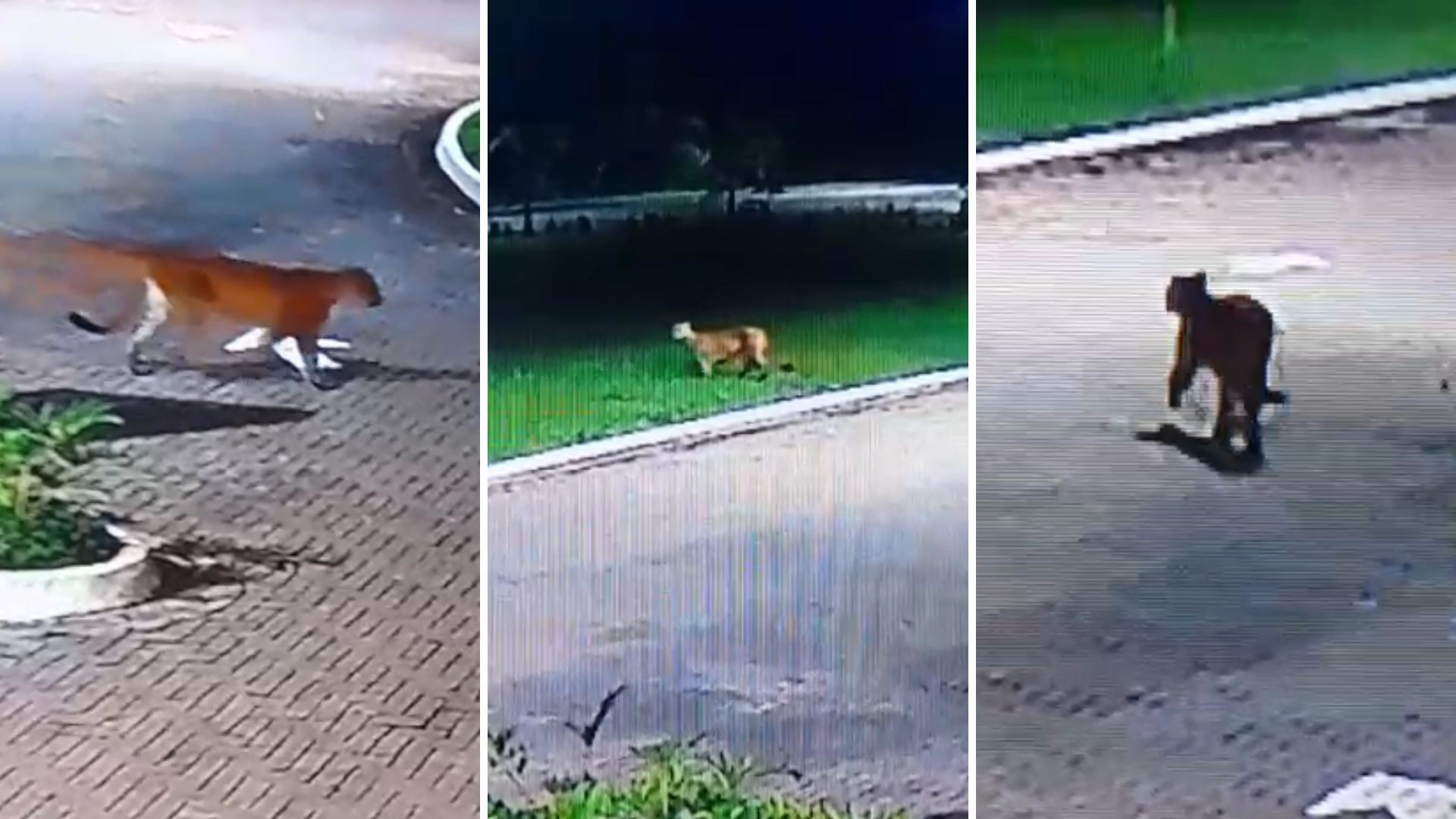 Onça-parda é flagrada em visita inusitada em condomínio no litoral de SP; VÍDEO | Santos e Região