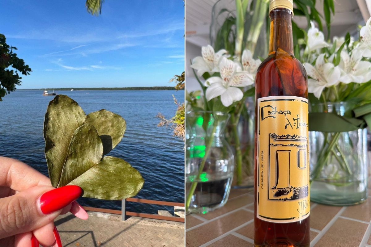 Conheça a cataia, planta com propriedades medicinais usada na 'cachaça caiçara'