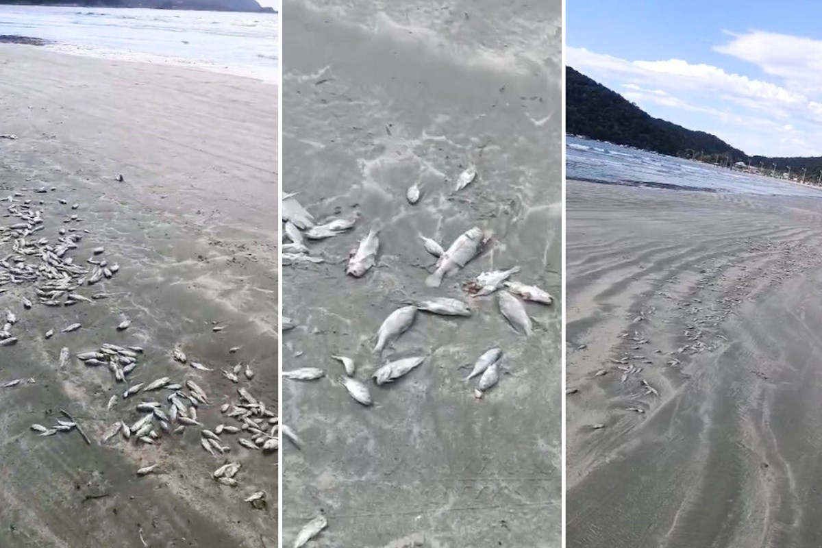 Peixes mortos aparecem na faixa de areia da Praia do Perequê em Guarujá | Santos e Região