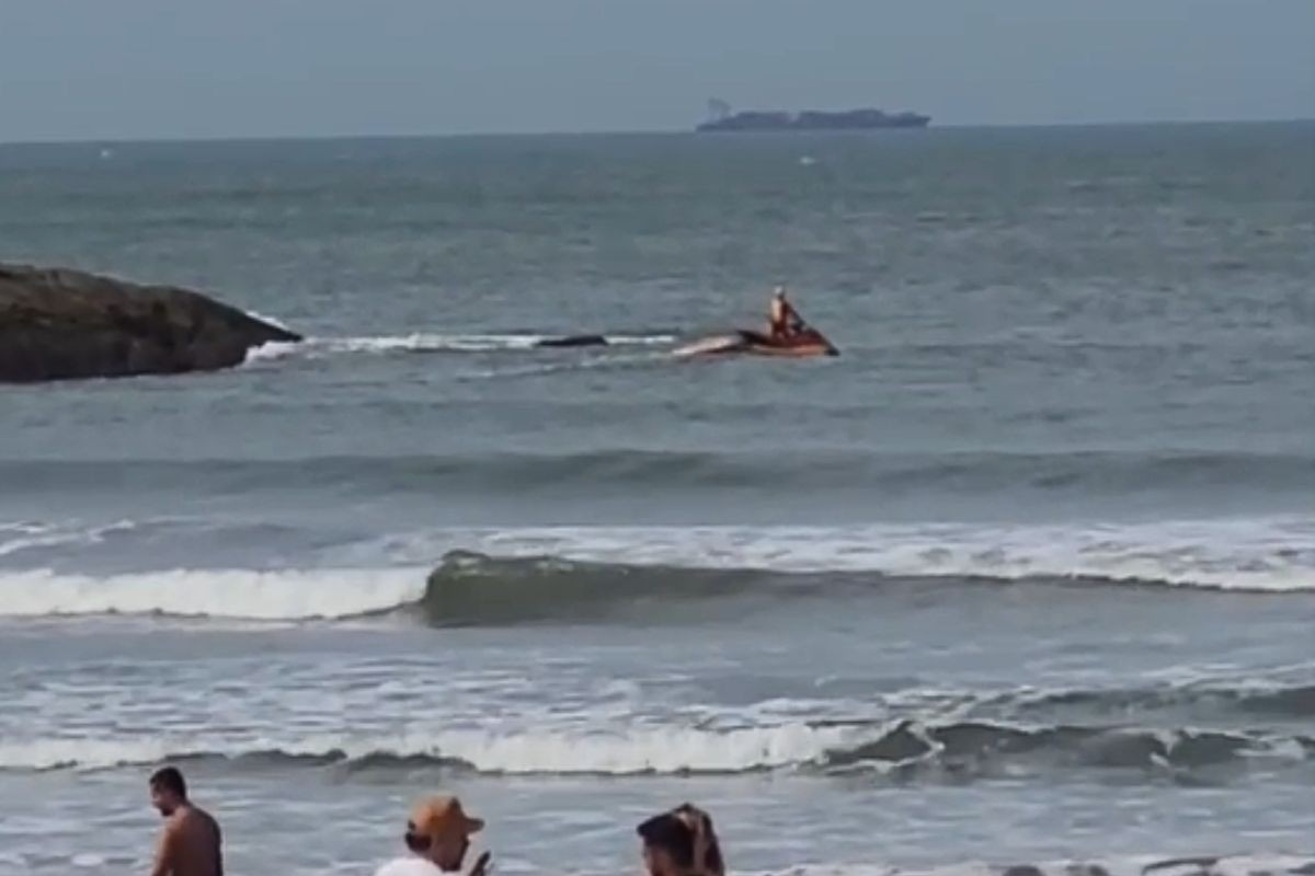 Buscas por turista que sumiu ao nadar até ilha em Guarujá chegam ao 3º dia e podem ser encerradas; VÍDEO | Santos e Região