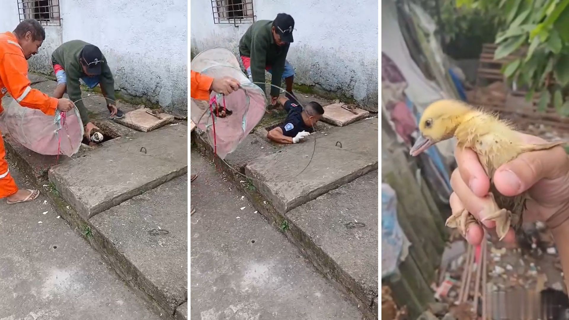 Guarda municipal entra em galeria de esgoto e resgata seis filhotes de pato em Praia Grande; VÍDEO | Santos e Região
