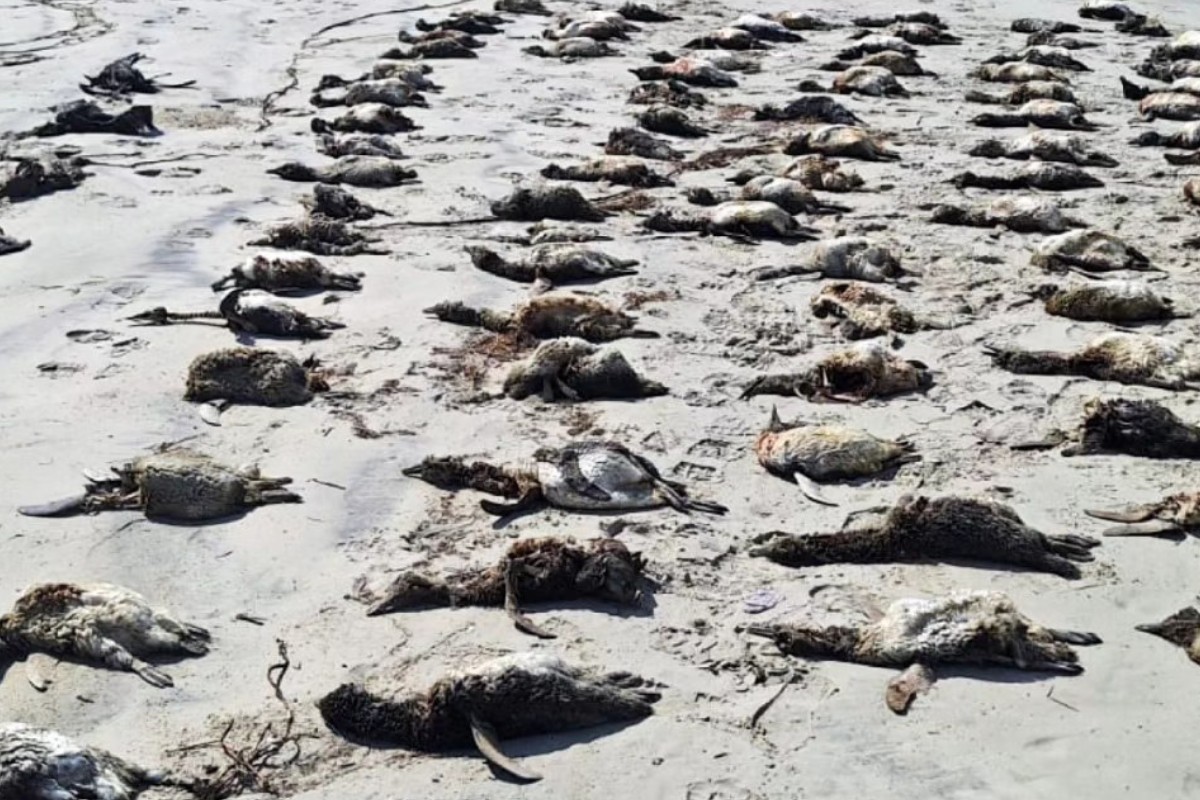 'Encalhe em massa': mais de 350 pinguins-de-magalhães são encontrados mortos no litoral de SP