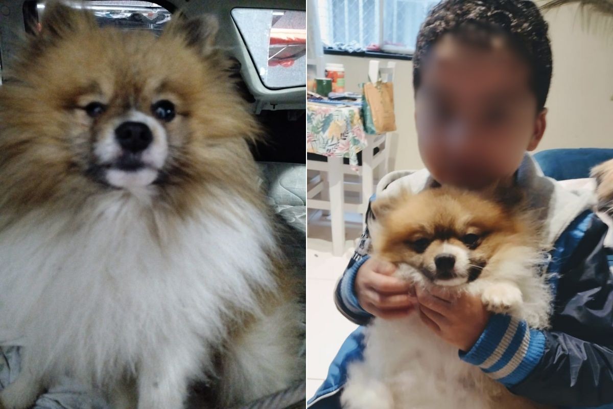 Cachorro da raça spitz alemão é furtado e vendido por R$ 100 em Santos