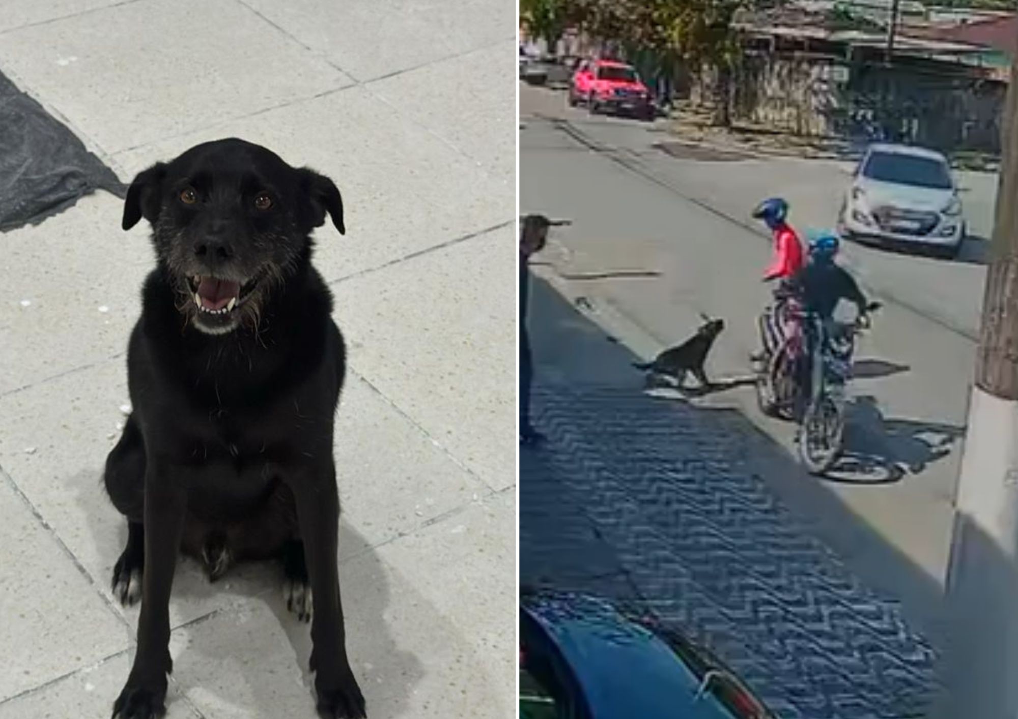 Cachorro reage a tentativa de assalto, espanta criminosos e é visto como herói; bandido atirou e arma falhou | Santos e Região