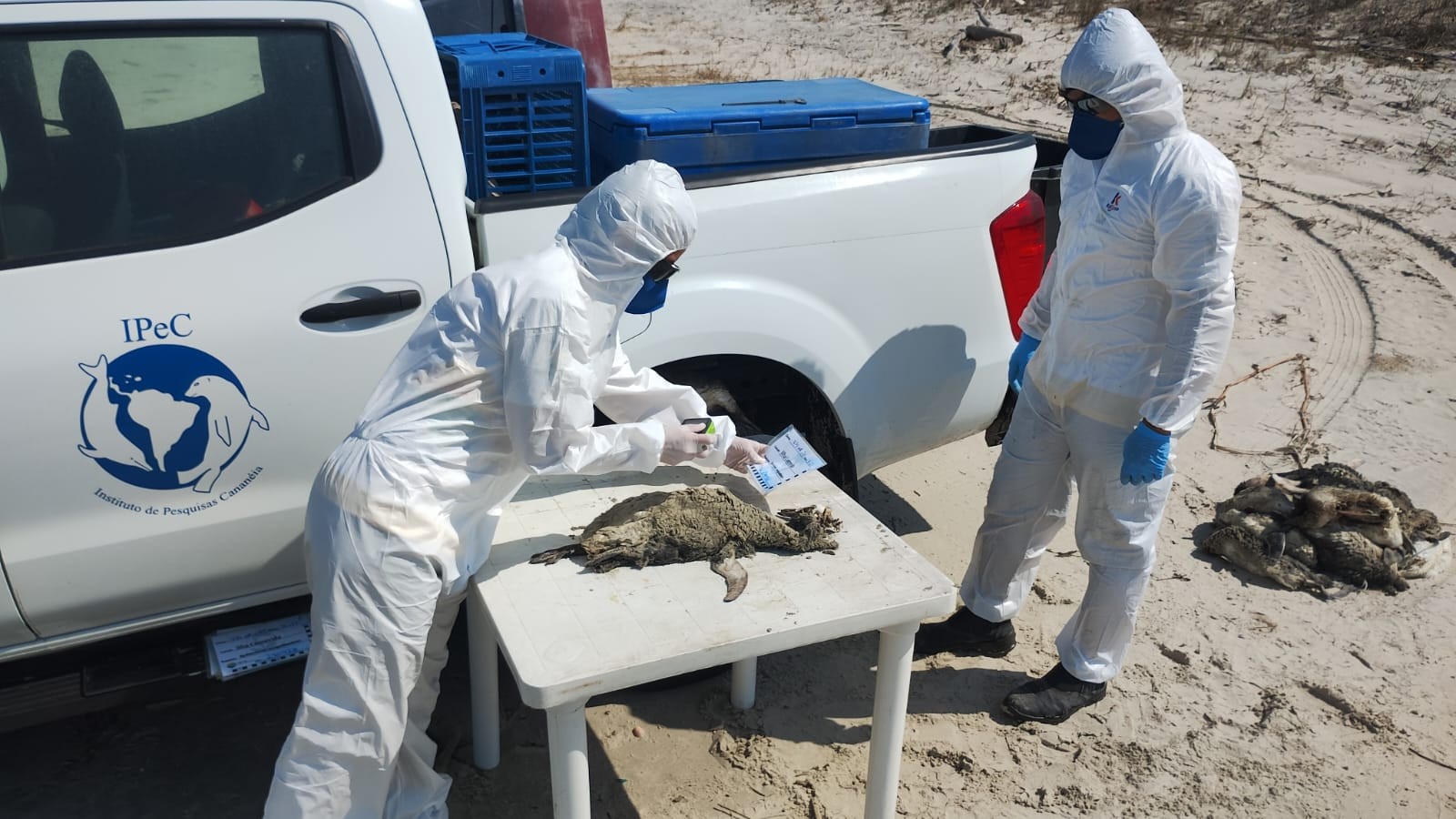 Centenas de pinguins que apareceram mortos não serão necropsiados