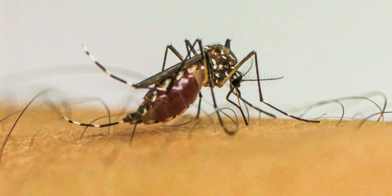 Doenças transmitidas por mosquitos serão “novo normal” na Europa