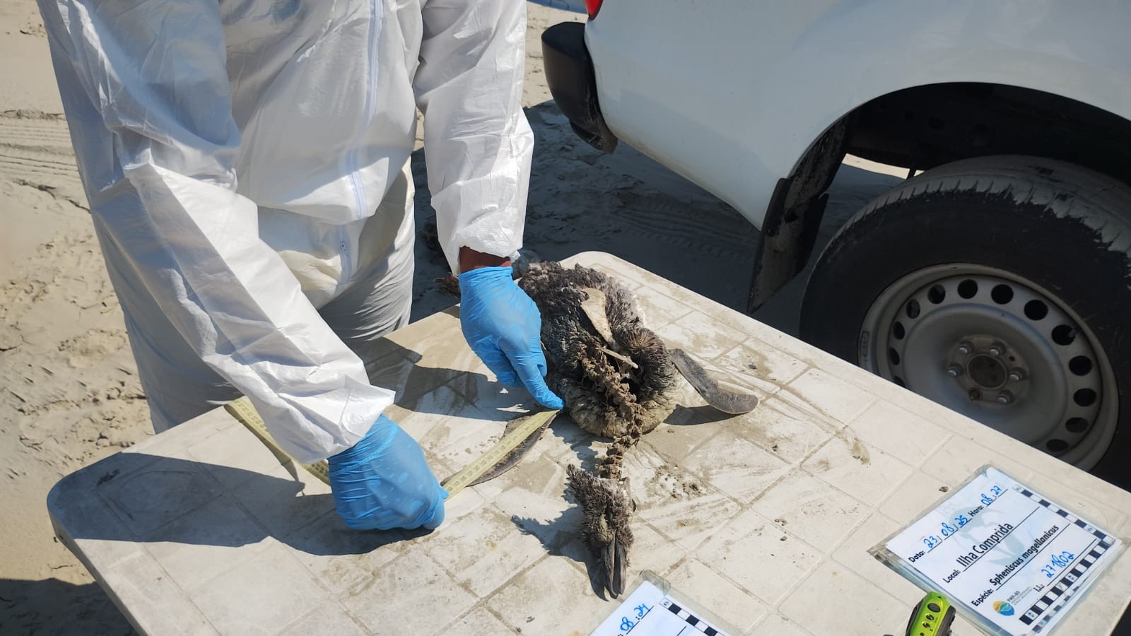 Número de pinguins mortos passa de 800 no litoral de SP; entenda o fenômeno