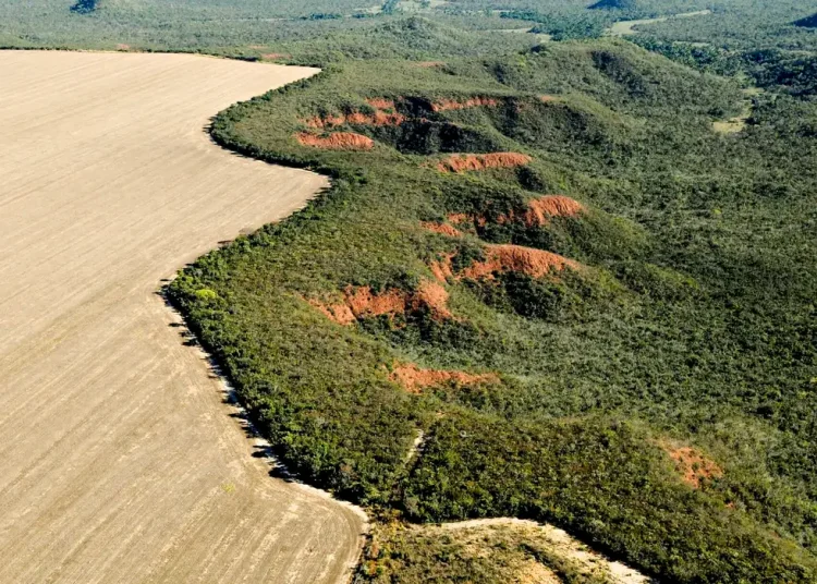 Dossiê denuncia ecogenocídio no Cerrado com conivência do Estado e avanço do agronegócio