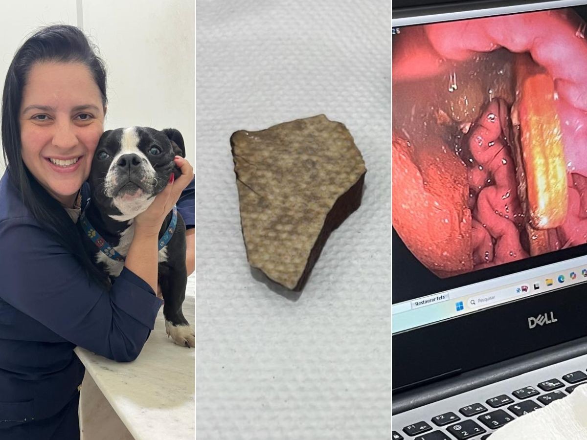 Filhote de pit monster engole pedaço de piso e bola de argila; vídeo impressiona