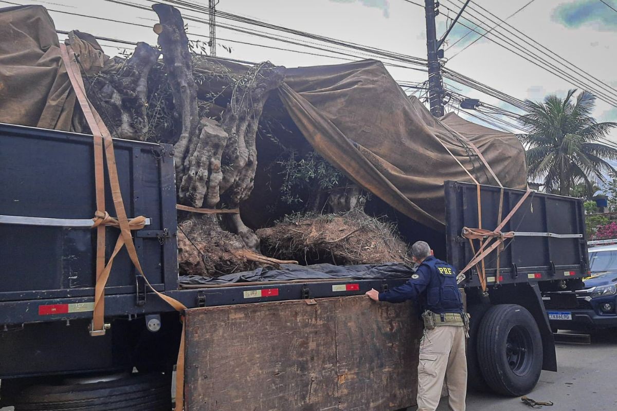Polícia apreende oliveiras argentinas contrabandeadas em rodovia de SP
