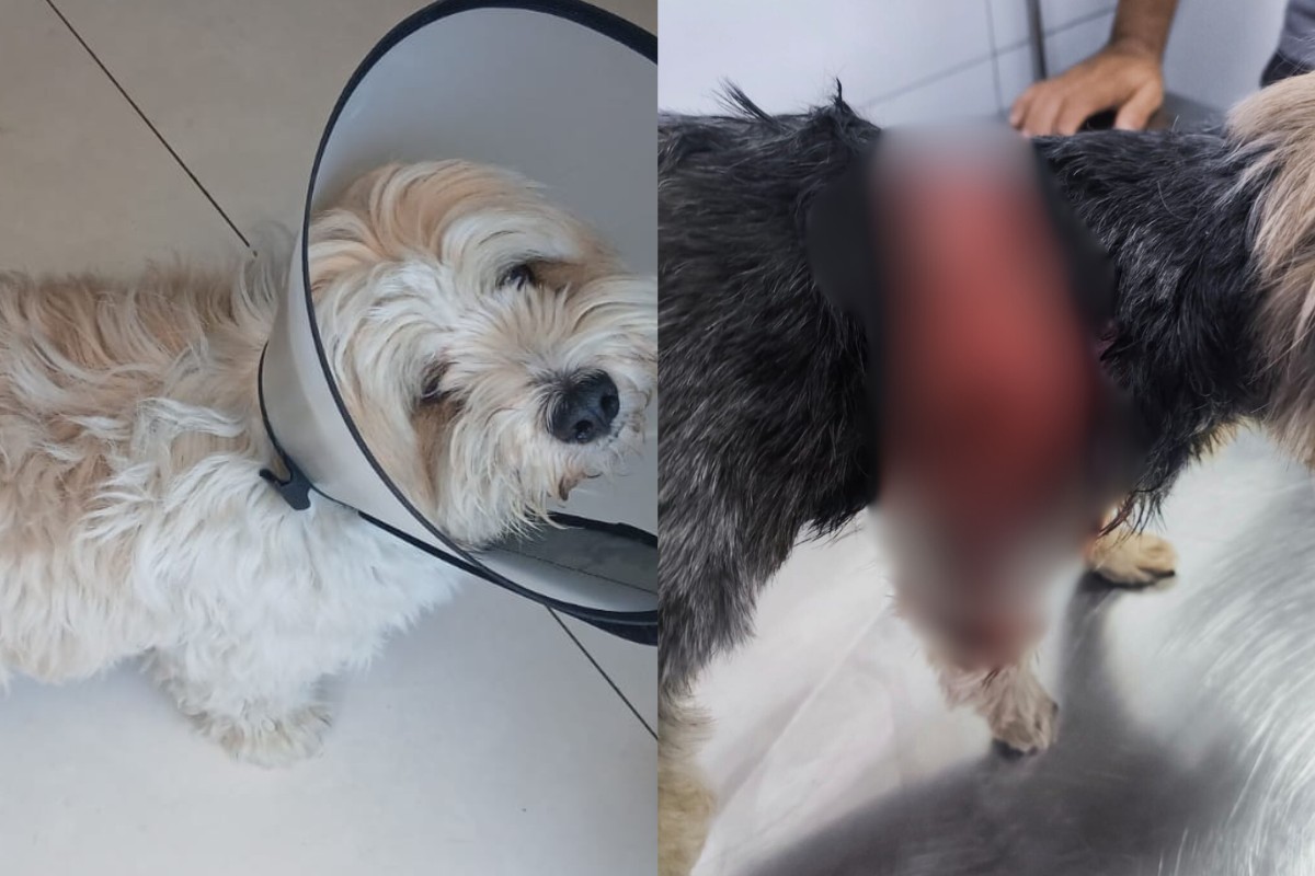 Ataque Rottweiler: Cão escapa e ataca outro em Praia Grande