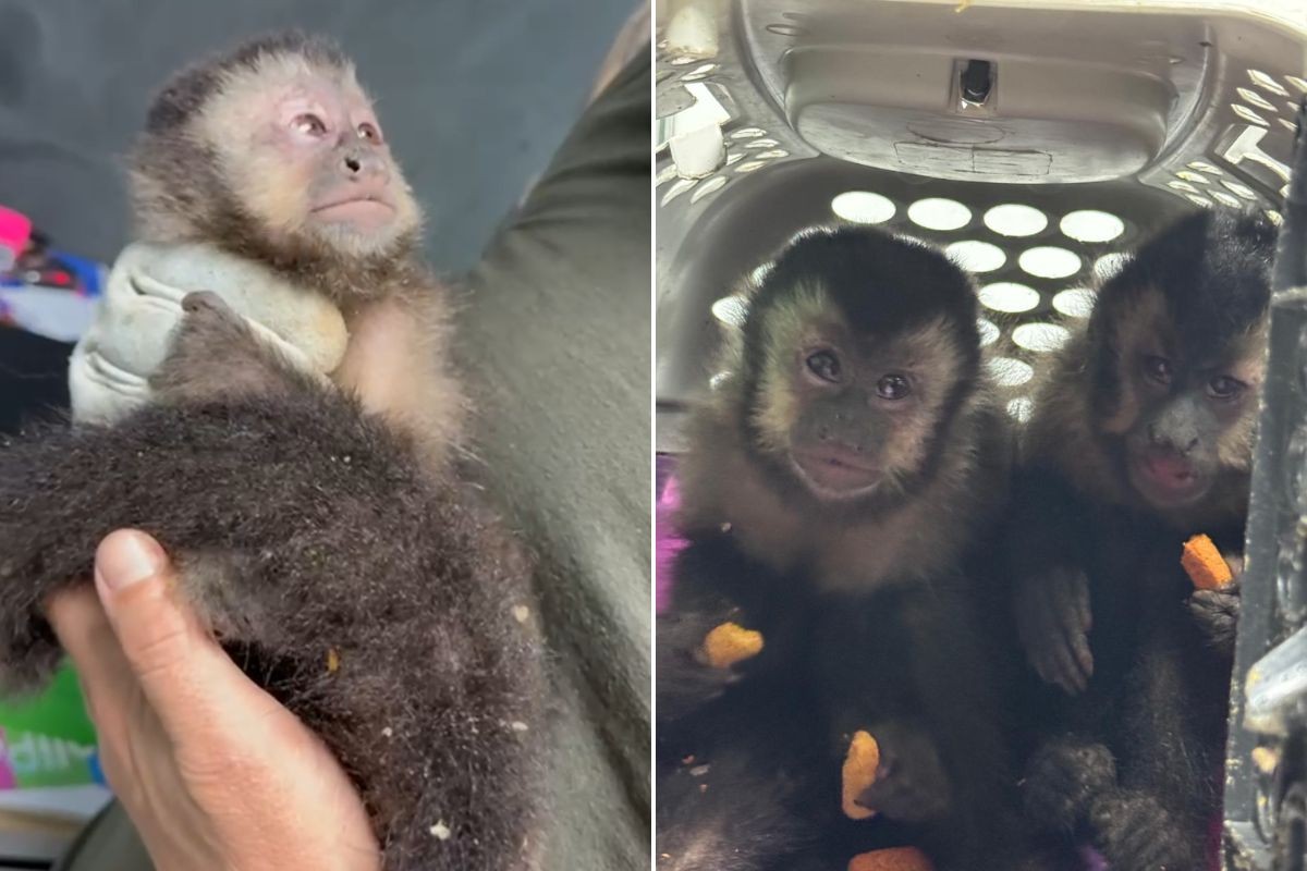 Quadrilha é presa por esquema de tráfico de animais silvestres; macacos-prego eram maltratados e vendidos