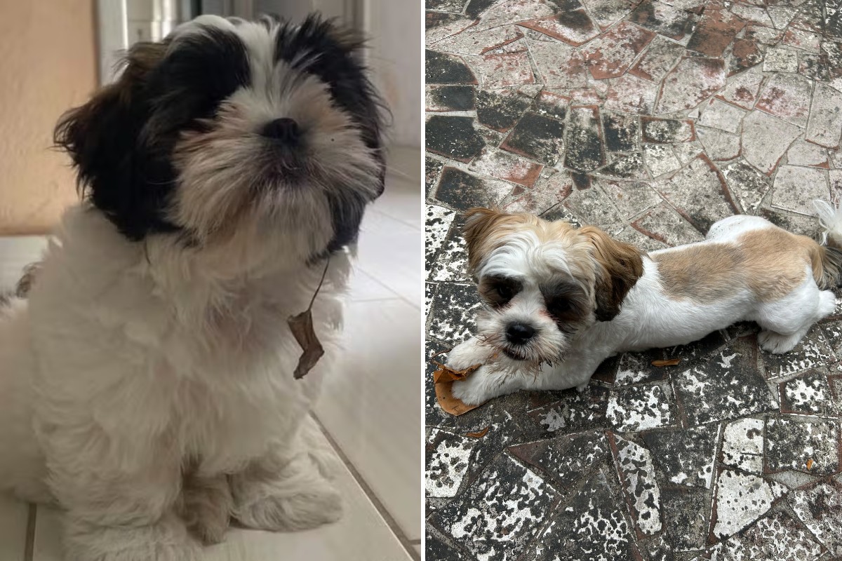 Filhote de shih tzu que fugiu é devolvido à família com novo visual
