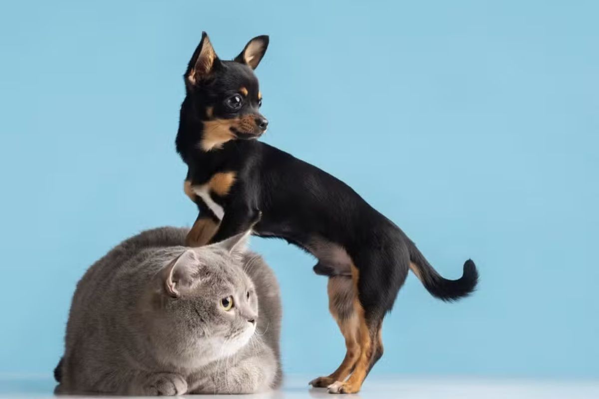 Projeto de lei em Cubatão proíbe acorrentamento de cães e gatos