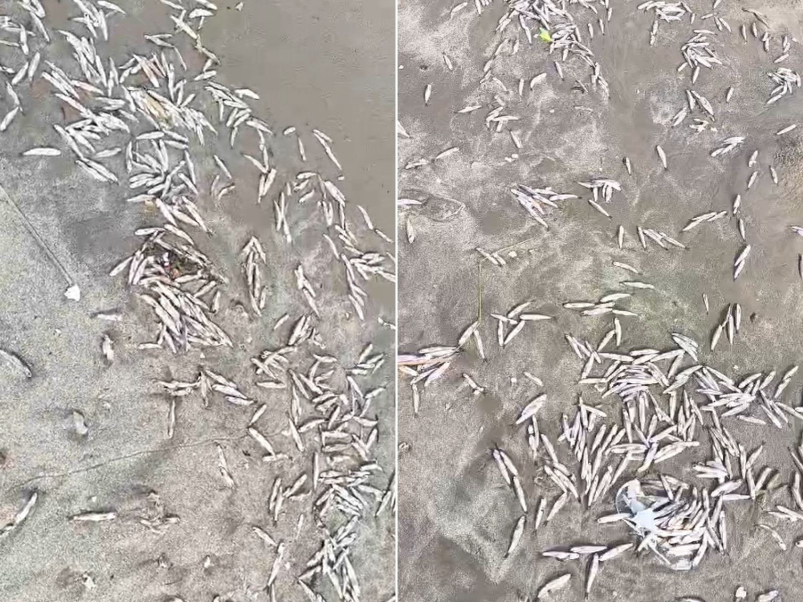 Centenas de peixes mortos aparecem em praia do litoral de SP; VÍDEO