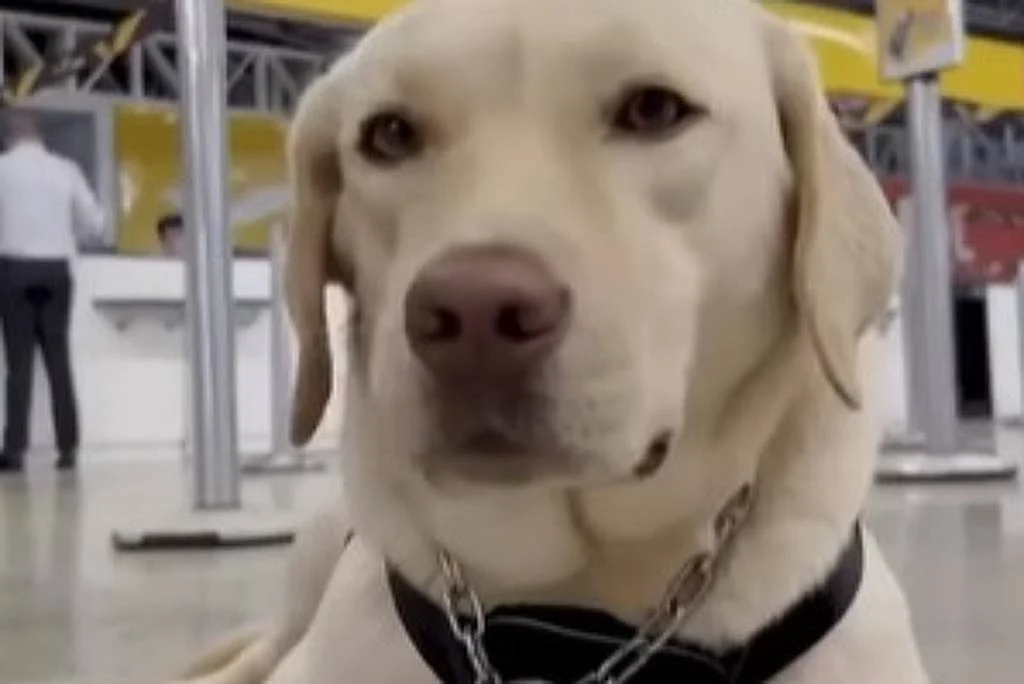 Justiça condena TAP por impedir embarque de cão de assistência a criança autista