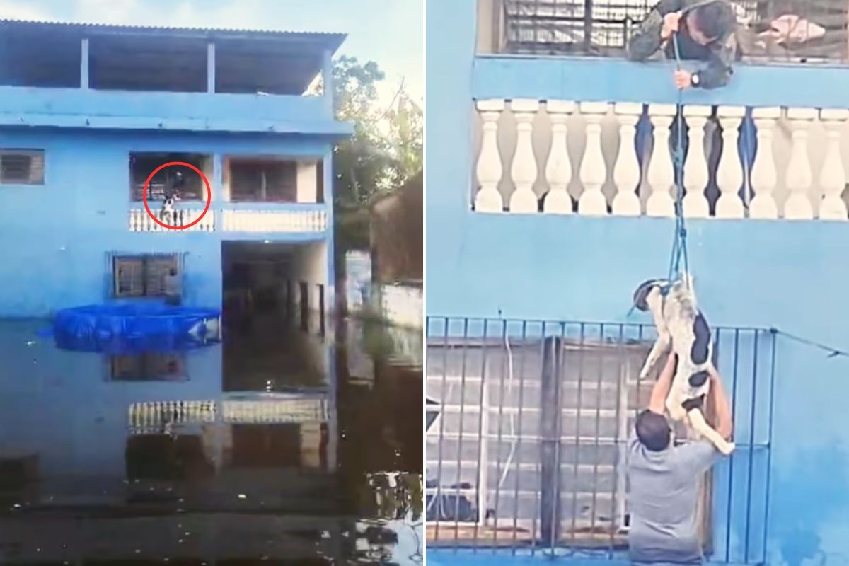 Cachorro é resgatado após ficar 'preso' em casa alagada durante enchente em Peruíbe; VÍDEO
