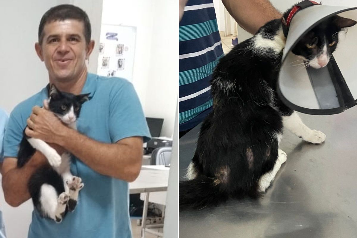 Esporotricose: doença transmitida a tutor após arranhão de gato