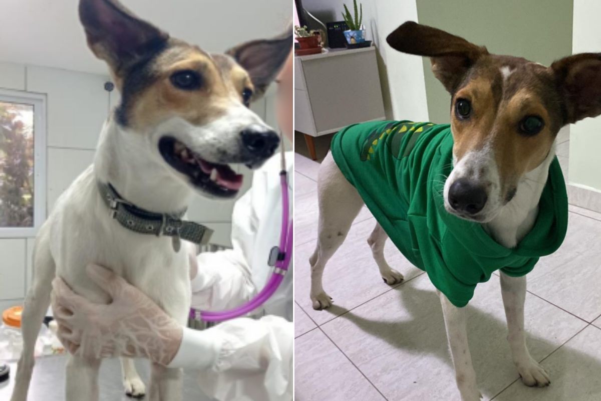 Homem é condenado por maus-tratos a cachorro e justiça proíbe guarda