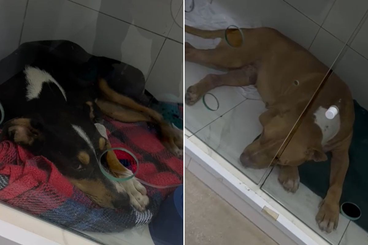 Morre um dos cachorros agredidos por homem em praia do litoral de SP