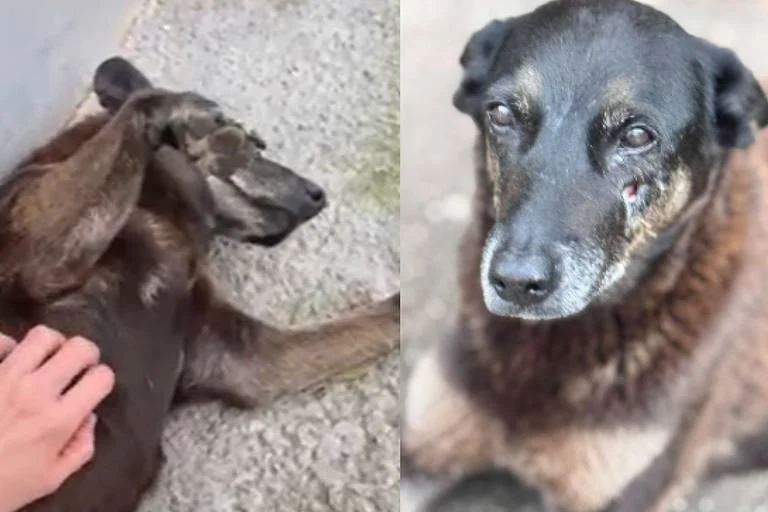 Polícia quer apreender passaporte de envolvido na morte do cão Orelha