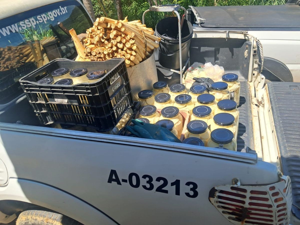 Fábrica clandestina de palmito é interditada em Sete Barras, SP