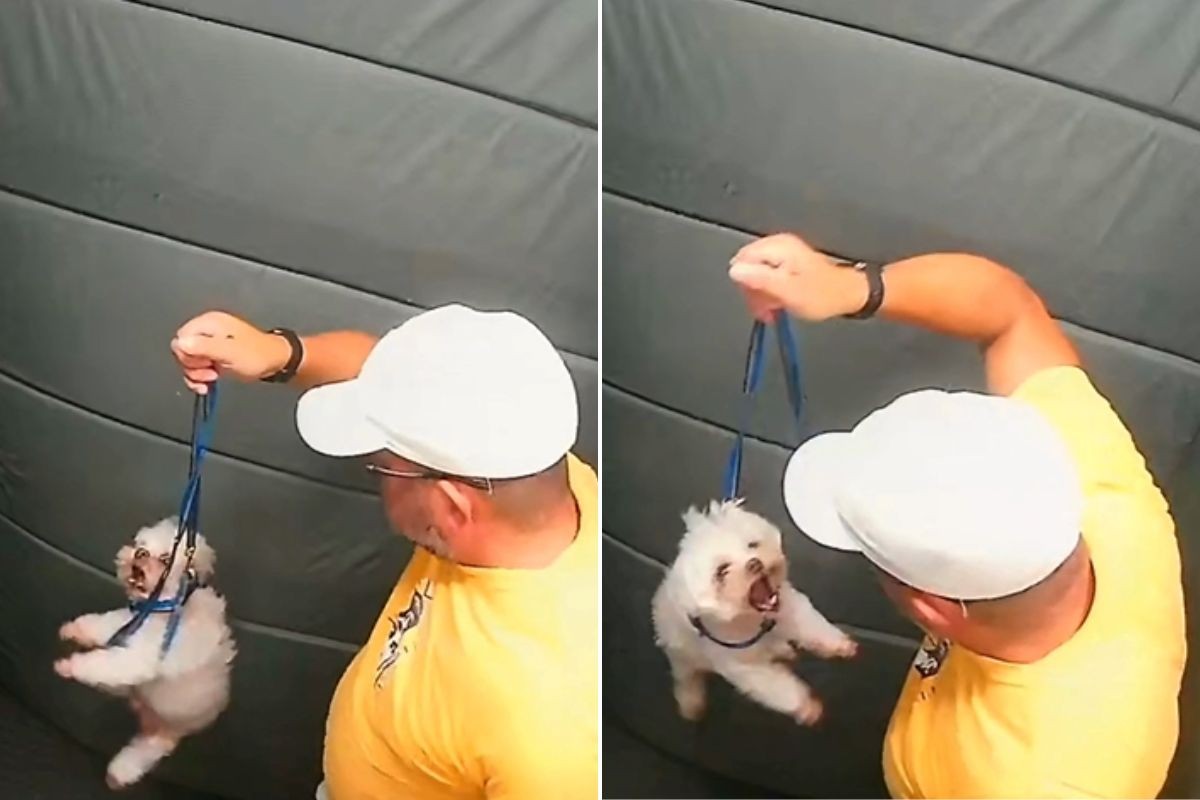 Justiça nega devolução de cão a homem que agrediu animal em elevador