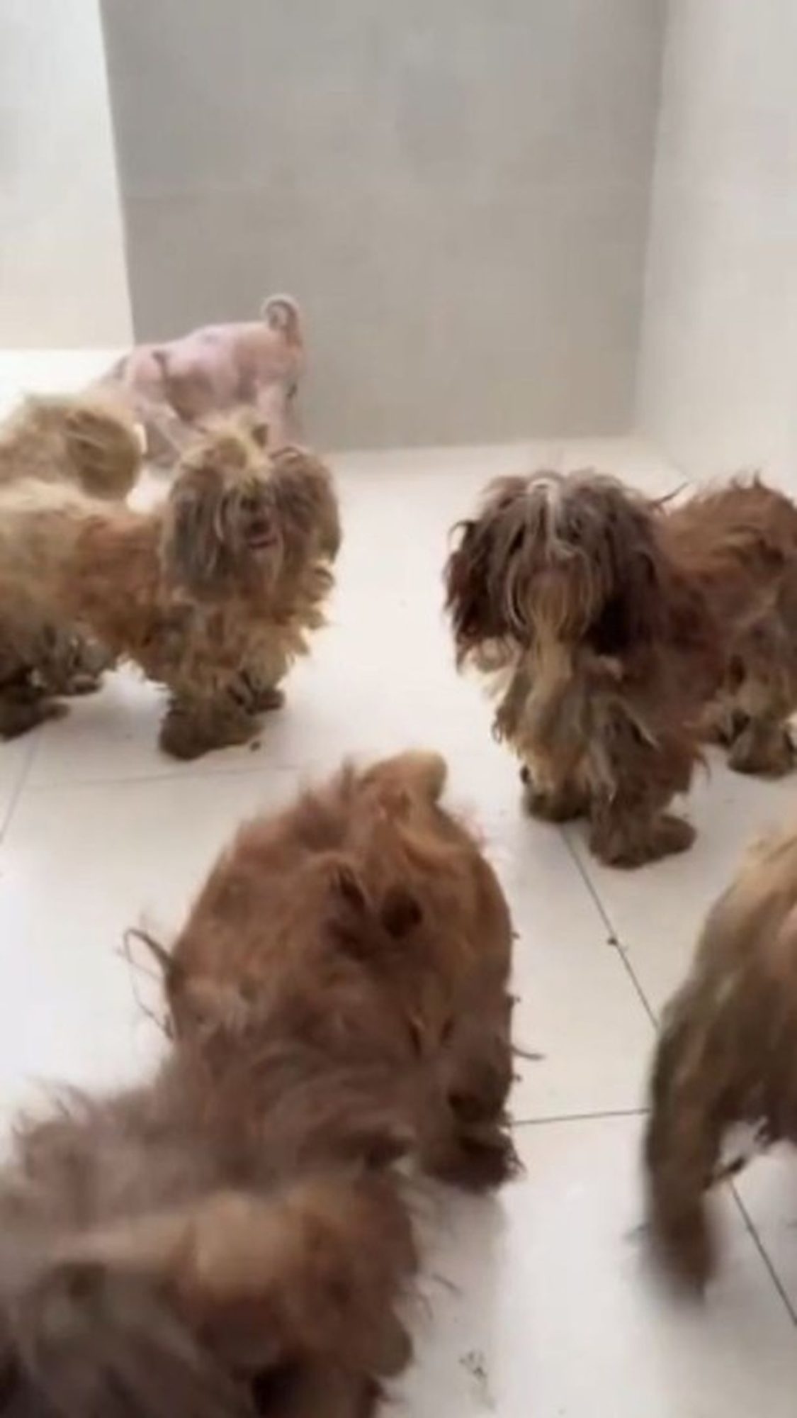 SSP-SP estuda criar Delegacia de Crimes Contra os Animais em Santos