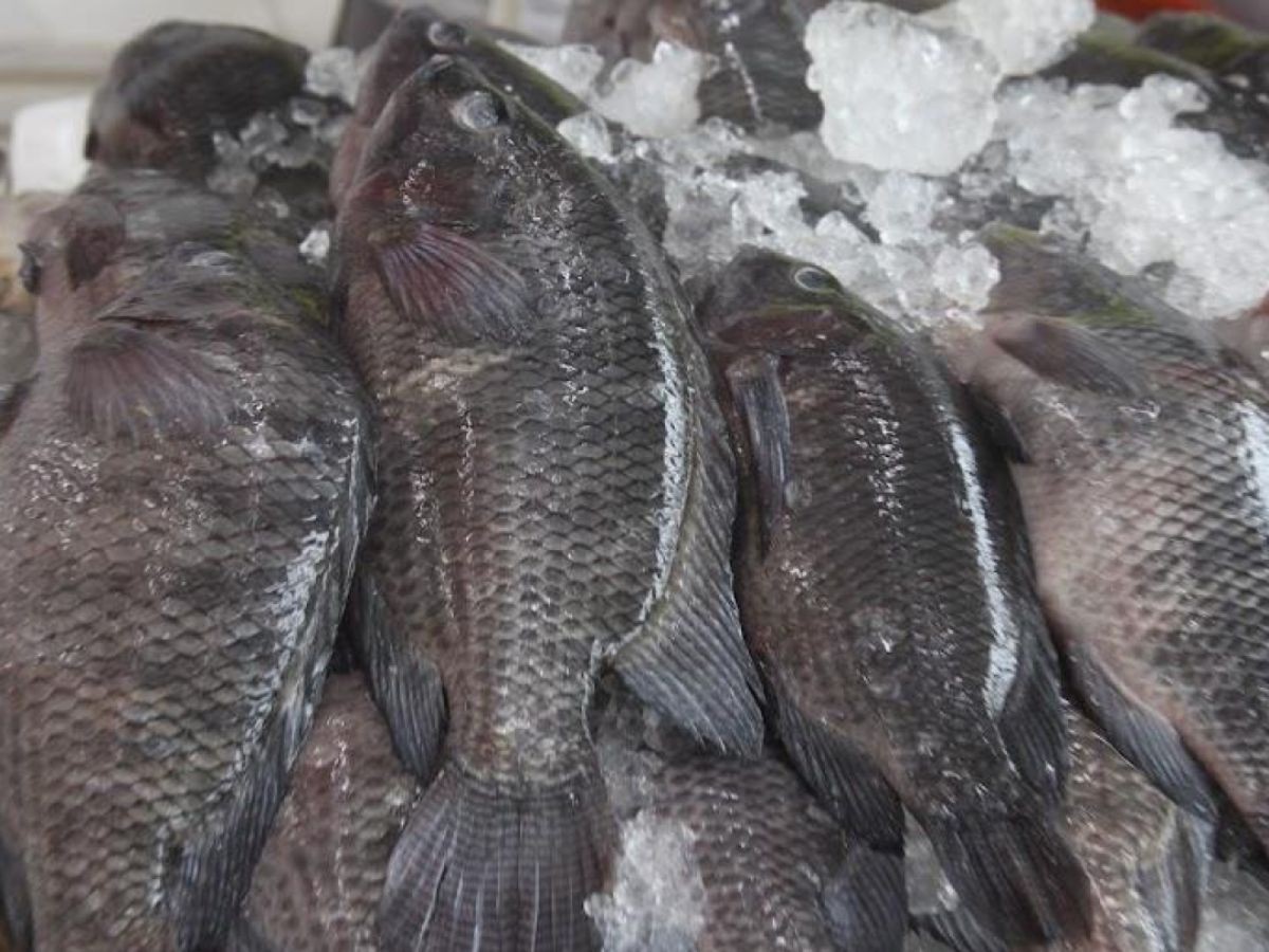 Santos realiza Campanha do Pescado e terá 12 pontos de venda nesta Sexta-feira Santa; veja