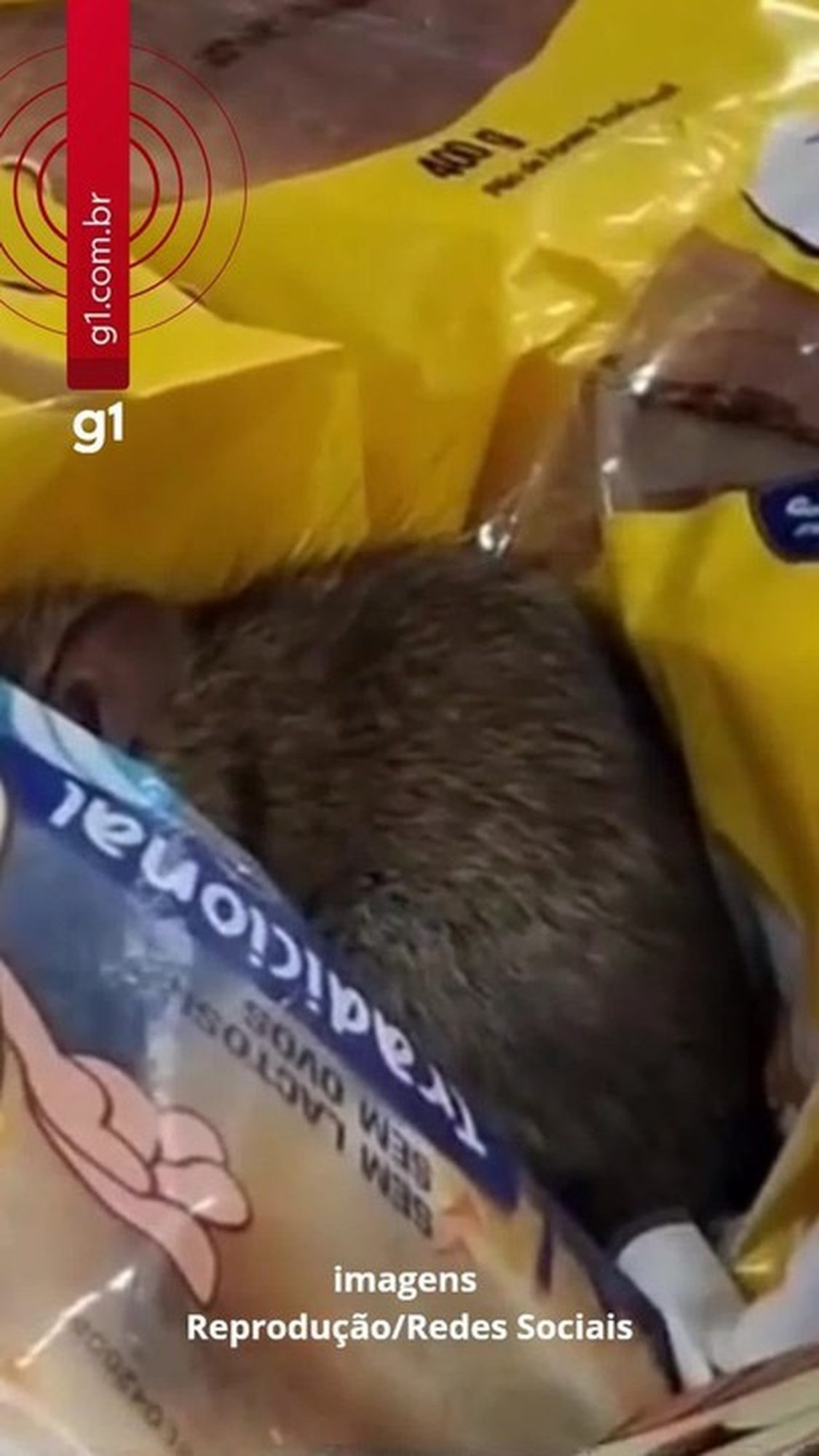 Rato é filmado sobre produtos em mercado no litoral de SP; VÍDEO