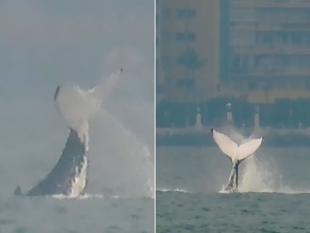 Baleia é avistada em Santos durante campeonato de surfe; VÍDEO