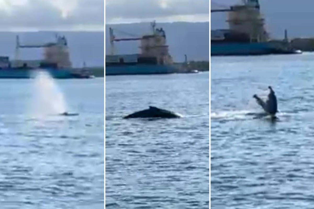 Baleia é avistada no canal do Porto de Santos e gera alerta de navegação