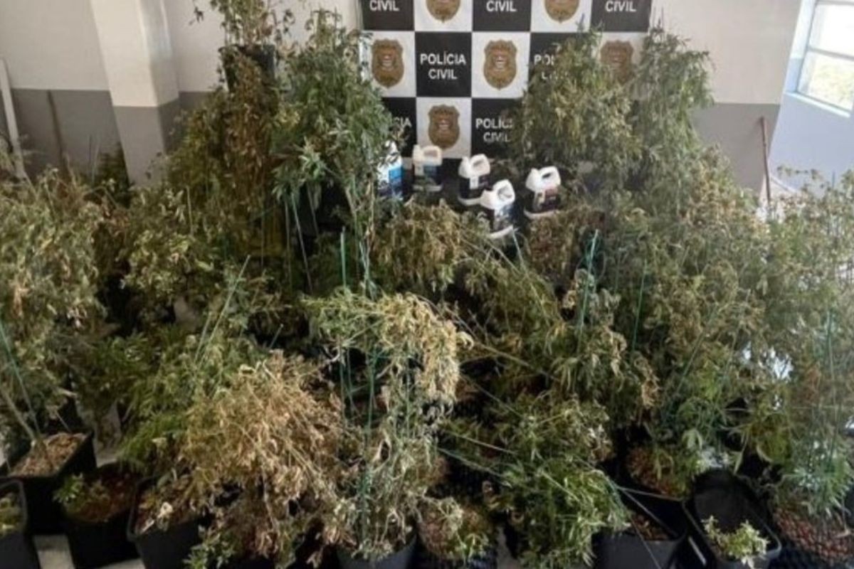 Casal perde casa de luxo após condenação por cultivo de maconha