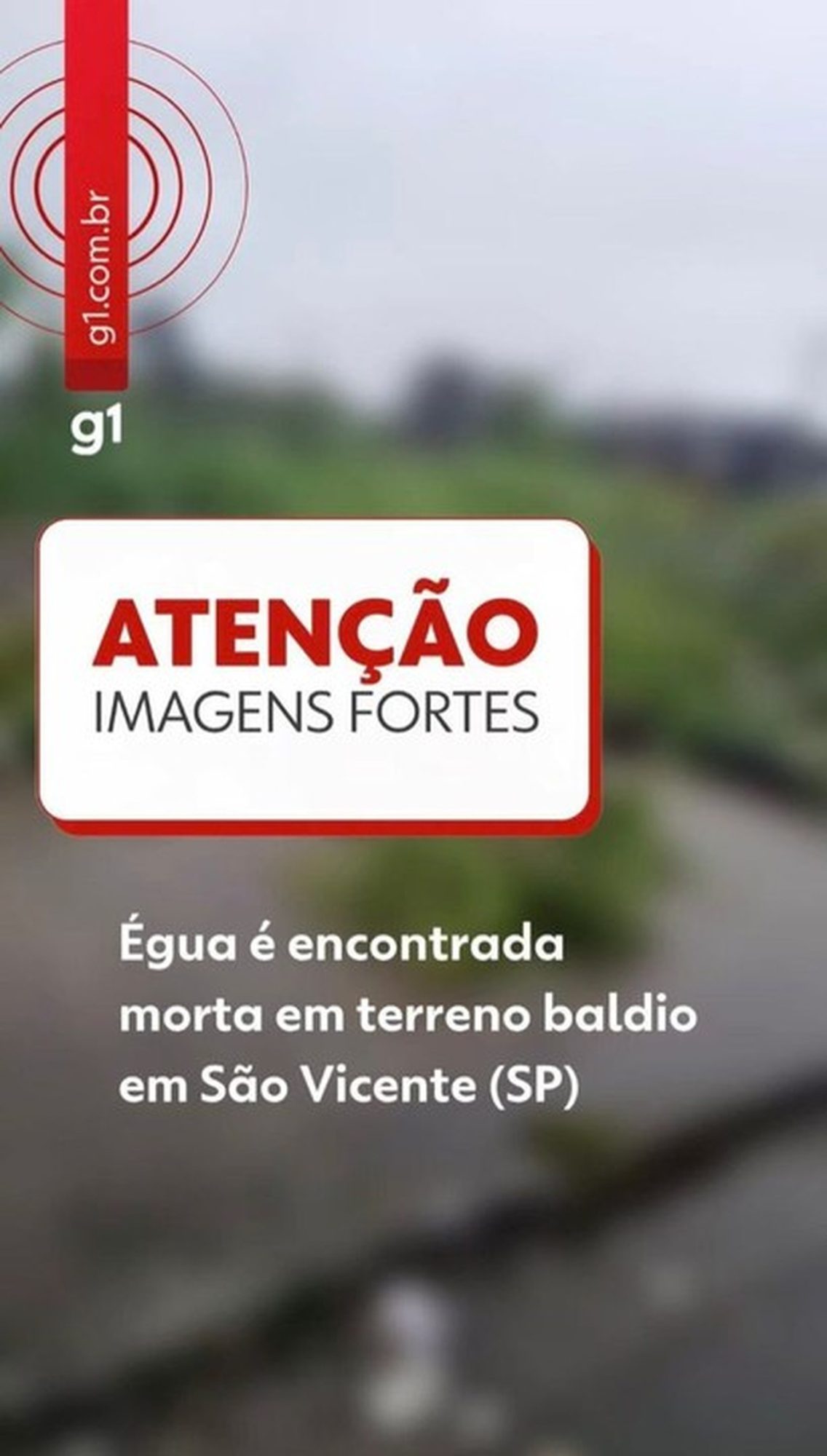 Égua prenha é encontrada morta em terreno baldio em São Vicente; VÍDEO
