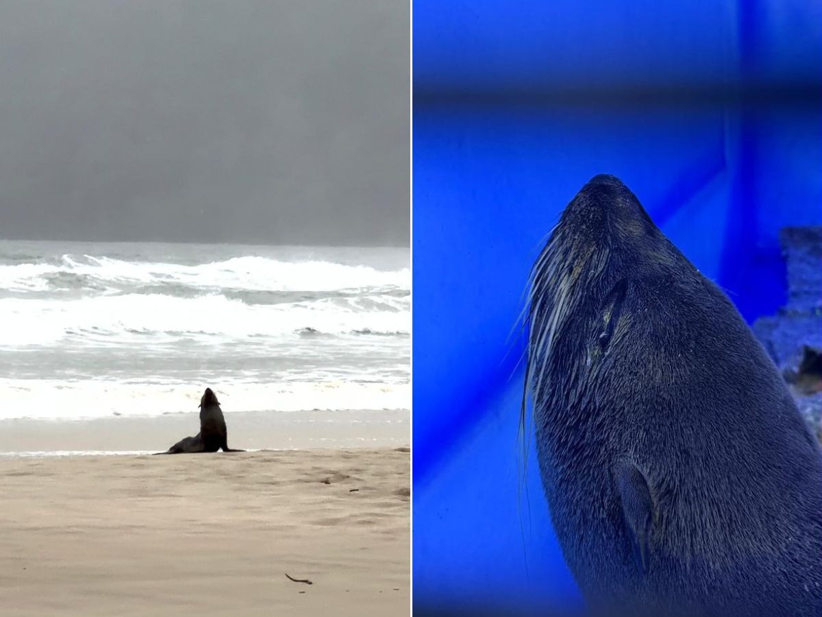 Filhote de lobo-marinho corre em praia de Guarujá durante resgate