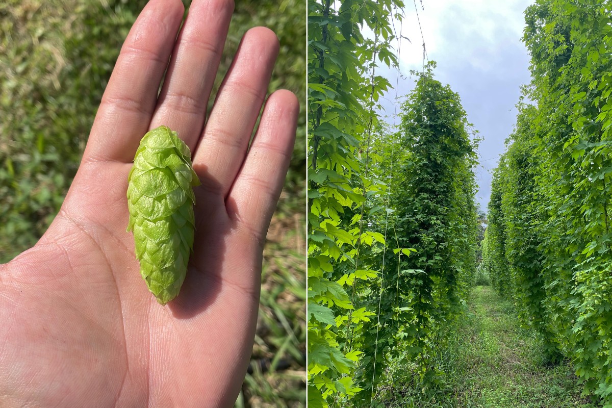 Irmãos investem em cultivo de lúpulo em área nunca plantada e ganham título com a 1ª safra