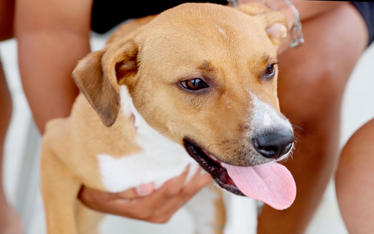 Itanhaém recebe R$ 1 milhão para causa animal e terá novos abrigos