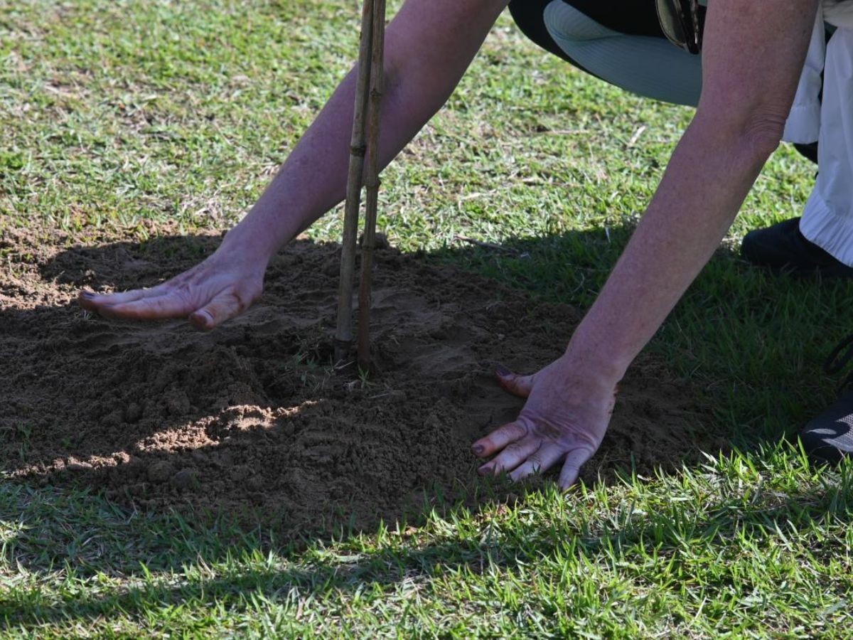 Mais árvores, menos calor: Santos planta 250 em mutirão ambiental