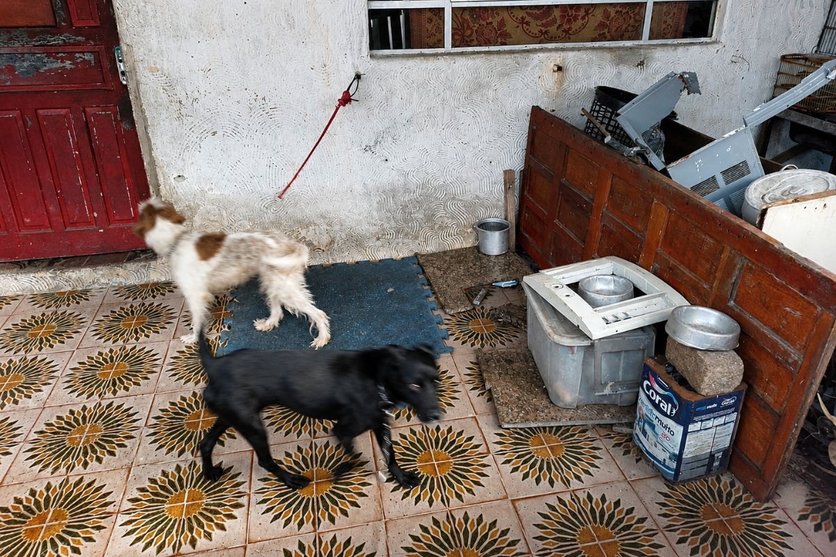 Maus-tratos a animais em São Vicente: cadelas são resgatadas