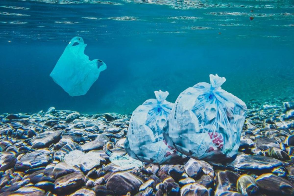 Peixes e pepino-do-mar têm poluentes persistentes em águas profundas