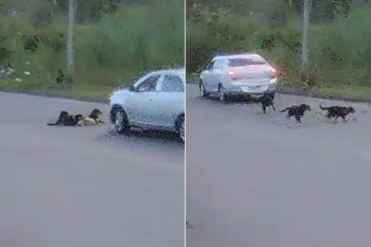 Vídeo mostra motorista atropelando cinco cães deitados em avenida no litoral de SP; VEJA