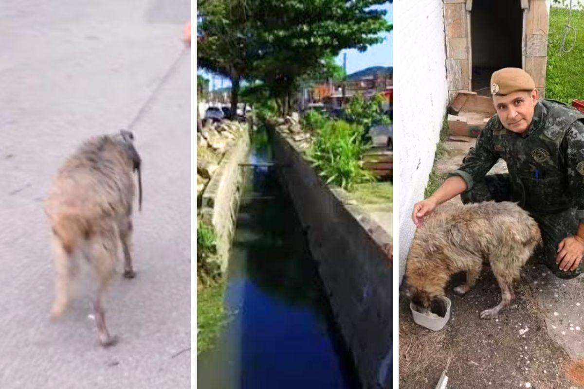 Cachorro é resgatado por PM após passar horas dentro de canal