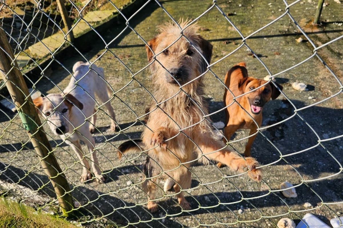 Homem é preso após manter cães em local insalubre e dar pão mofado