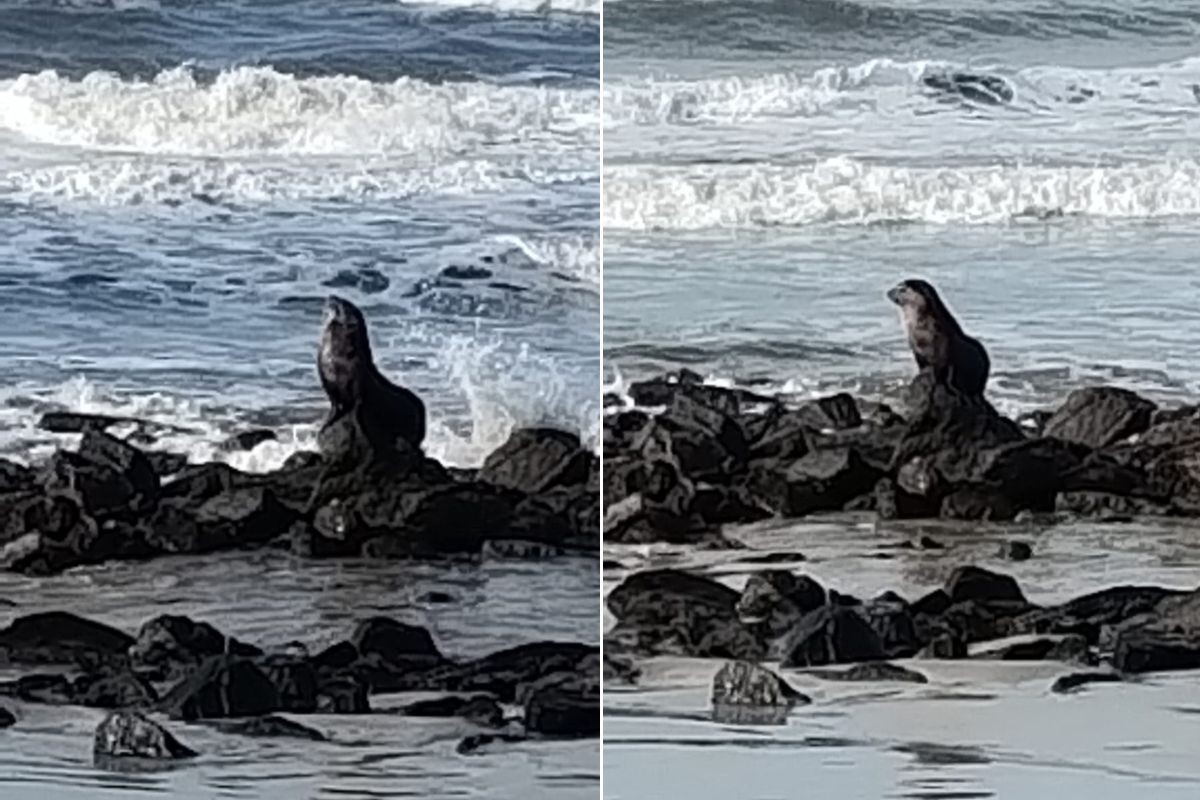 Lobo-marinho é visto descansando em praia de SP
