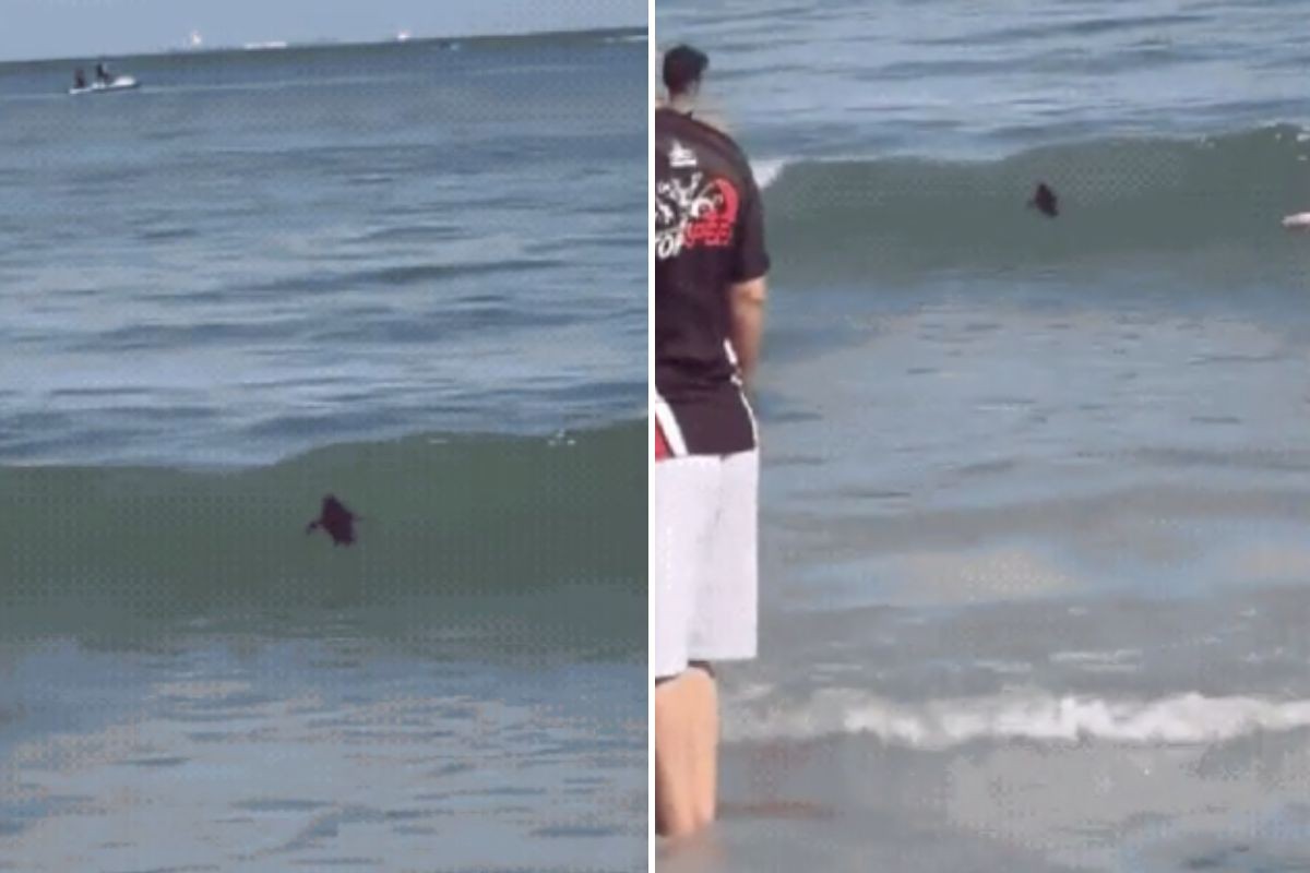 Pinguim-de-magalhães é resgatado após nadar ao lado de banhistas em praia de SP; VÍDEO