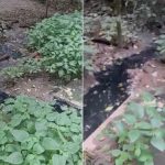 Polícia identifica falhas em usina de resíduos e apura poluição em rio