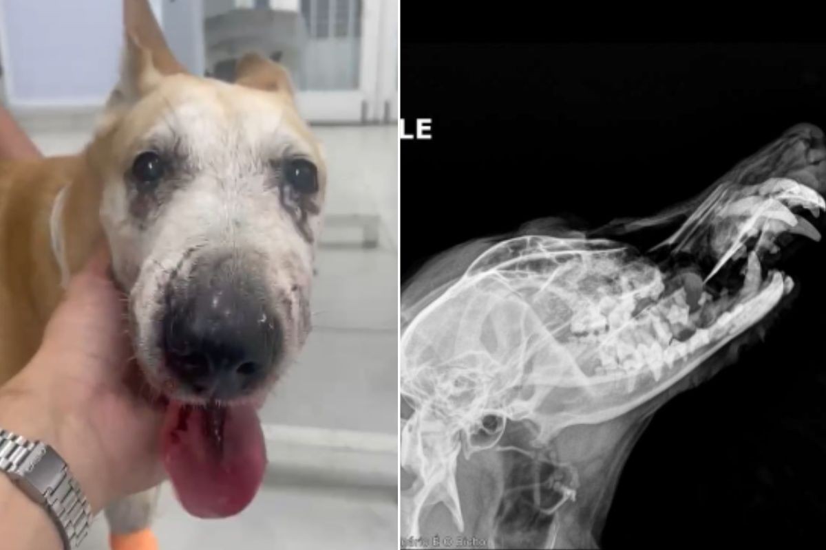 Raio-X: Cadela atacada por American Bully tem focinho fraturado