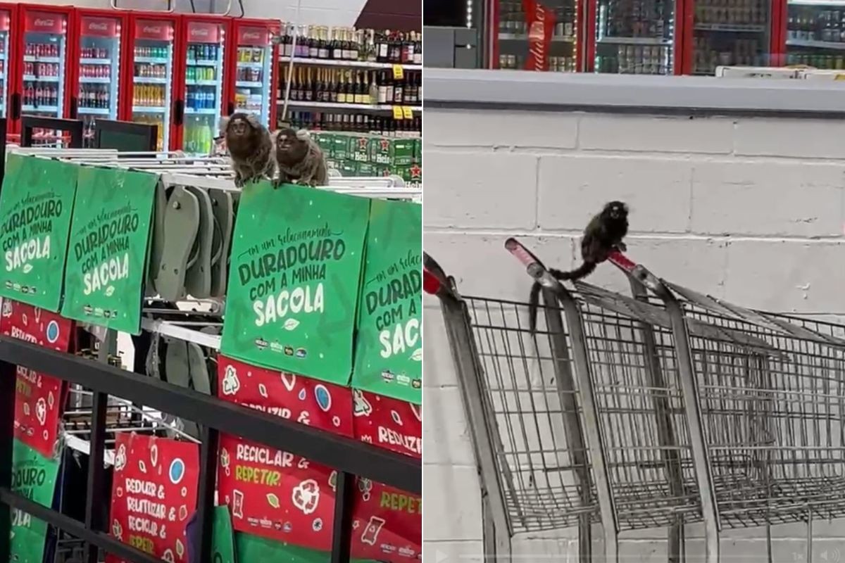 Saguis invadem mercado no litoral de SP, e biólogos alertam para doenças; VÍDEO