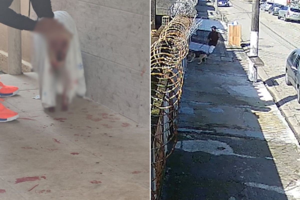 VÍDEO: Cadela é atacada por American Bully pelo portão de casa em SP